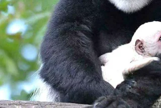 Baby Colobus Monkey Born at Prague Zoo