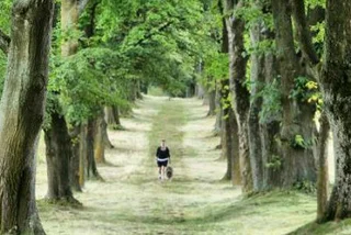 Most Beautiful Czech Tree Lane Competition Begins