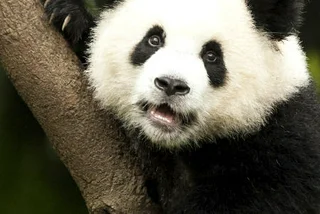 Prague Zoo to Build Panda Pavilion