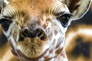 Prague Zoo Welcomes Baby Giraffe
