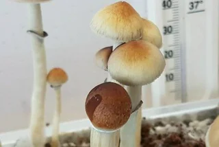Czech Doctors Experimenting with Magic Mushrooms