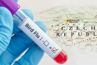 New Cases of Bird Flu Reported in Czech Republic