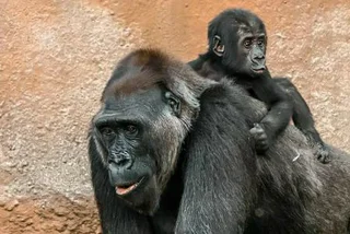 Anonymous Donor Gifts Millions to Prague Zoo Gorilla Pavilion