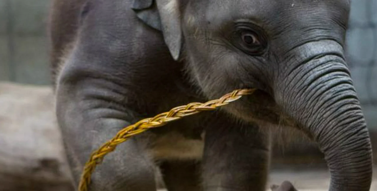 Prague Zoo Animals Play with, Feast on Easter Whips