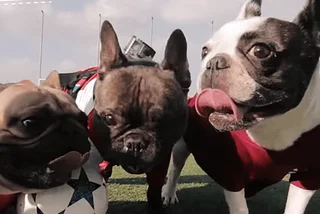 WATCH: Adorable French Bulldogs Face Off in Prague Football Match