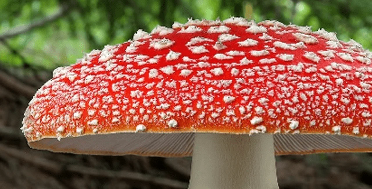 20 Photos that Prove Czech Forests Are Paradise for Mushroom Hunters
