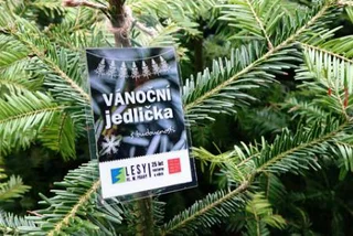 Now On Sale In Prague, Eco-Friendly Christmas Trees with an Afterlife