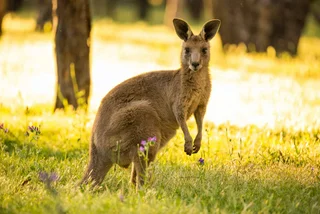 Wild Kangaroo Spotted Near Czech-Austrian Border