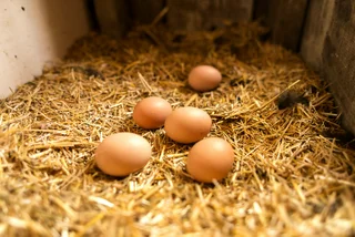 Czech egg production to go cage-free by 2025