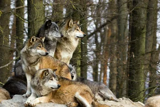 Wolf packs are returning to the Czech Republic