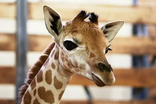 Endangered Rothschild's giraffe born at Prague Zoo