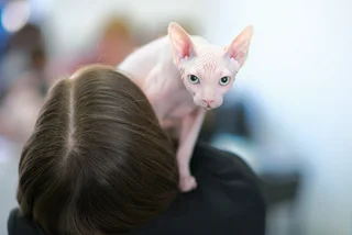 Prague cat accidentally undergoes gender transition