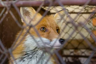 Full ban on animal fur farms in the Czech Republic is now in effect