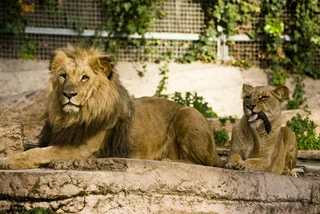 Czech breeder reportedly killed by own lions; lions shot and killed by police