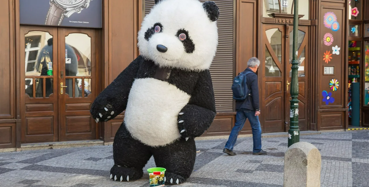 April 24, 2019: a street artist in an inflatable panda costume dances in central Prague
