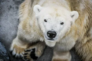 Bora the polar bear has passed away at Prague Zoo after declining health