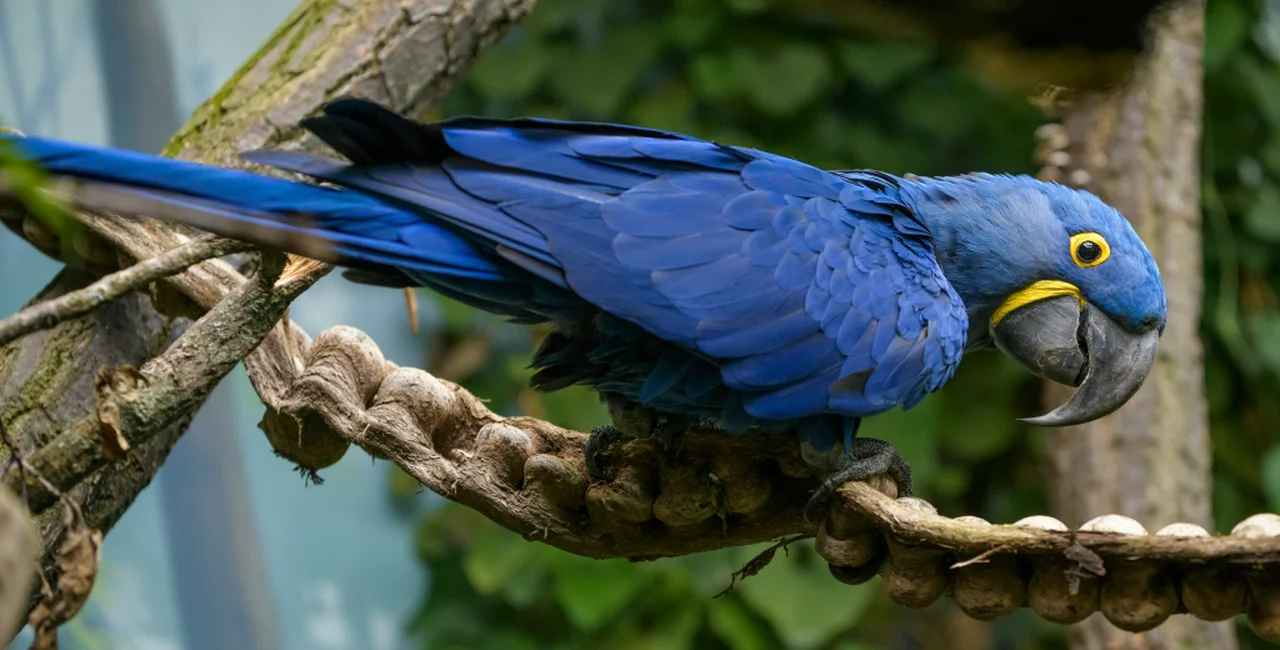 New pavilion opening in Prague Zoo with more natural habitats for rare parrots