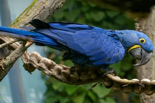 New pavilion opening in Prague Zoo with more natural habitats for rare parrots