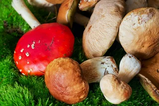 QUIZ: Edible or poisonous? Take the Czech mushroom challenge