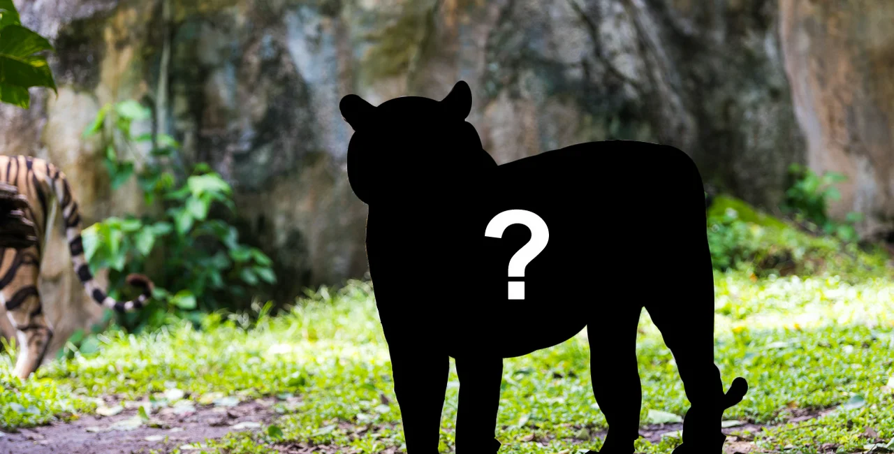 An unidentified big cat has been spotted in the forests outside Jablonec nad Nisou (illustrative image)