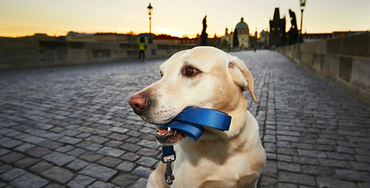 A yellow Labrador enjoys a sunrise walk on Prague's Charles Bridge