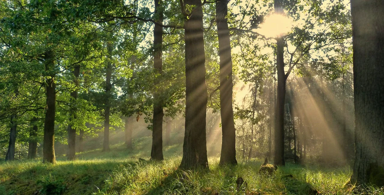 This weekend, help plant a 22nd-century forest for the Czech Republic