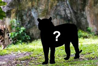 An unknown big cat is roaming North Bohemia, and Czech authorities want it captured