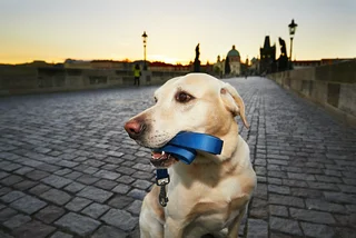 Czech's best friend: Two-fifths of all Czech households have a dog