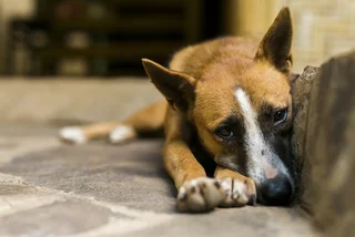 Dogs are now welcome in some Prague homeless shelters during the winter