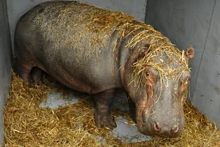 Prague Zoo acquires Tchéco, hippo born in France on Czech national holiday