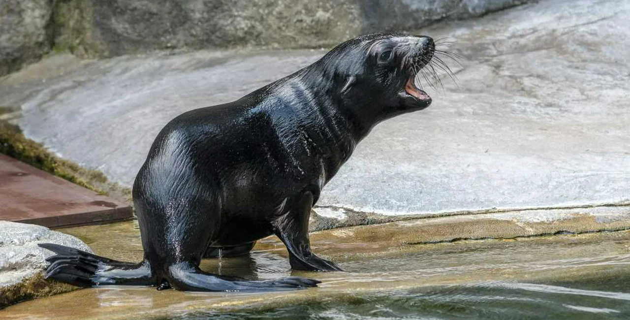 Gaston’s grandson Eda, a South African fur seal. via Petr Hamerník / Prague Zoo