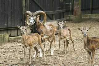 Merry mouflon! Prague's forest zoo invites animal lovers to a festive feeding session