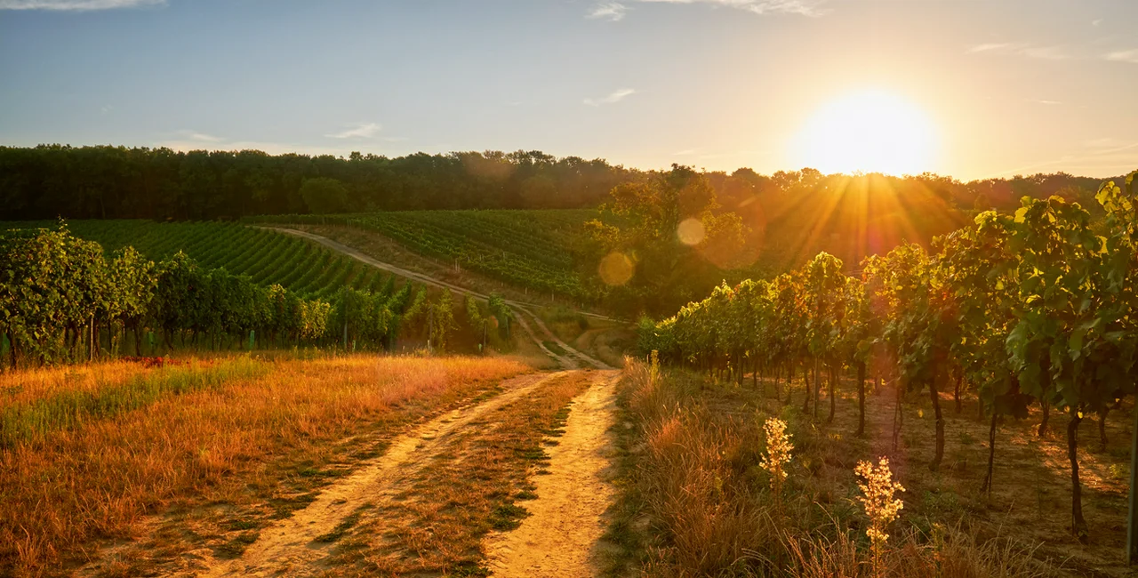 Vineyards in South Moravia, Czech Republic