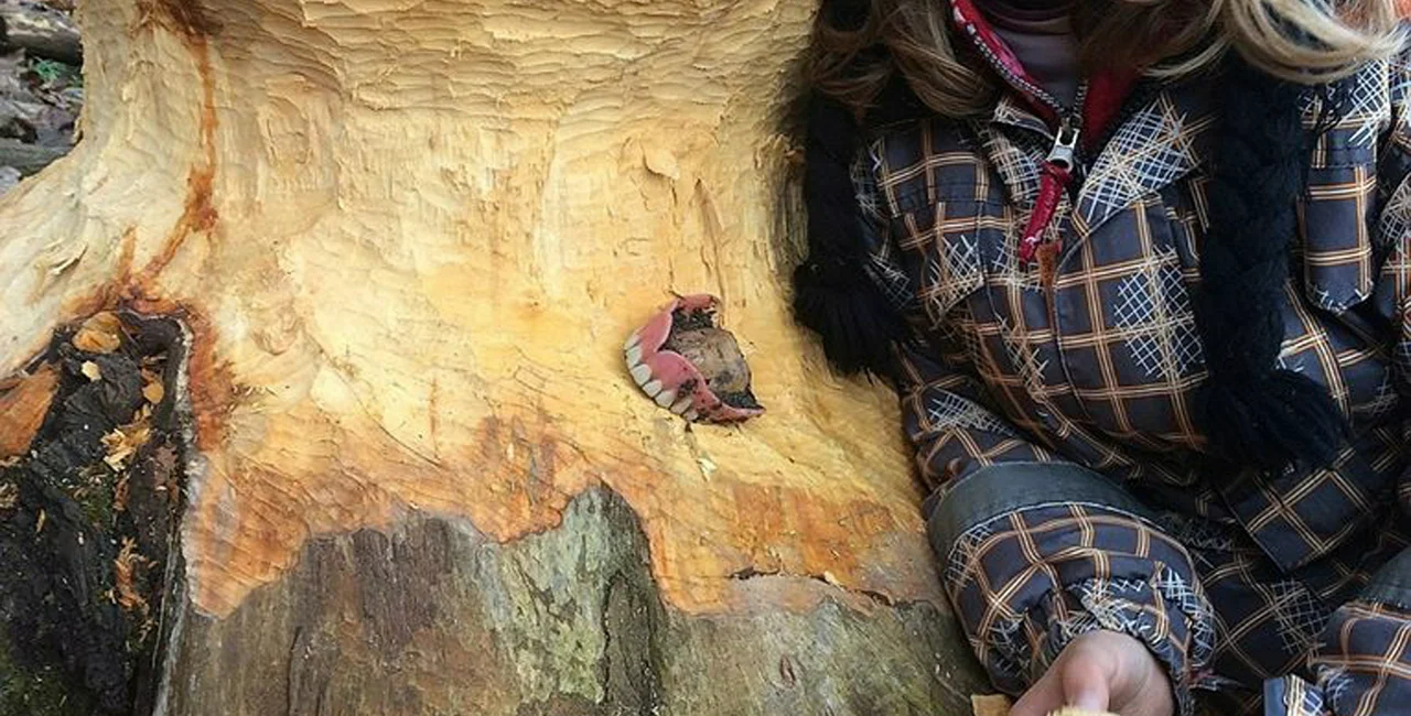 Was this the work of an animal using dentures, or a senior citizen who thinks they are a beaver? (via Záchranná stanice živočichů Plzeň / Facebook)