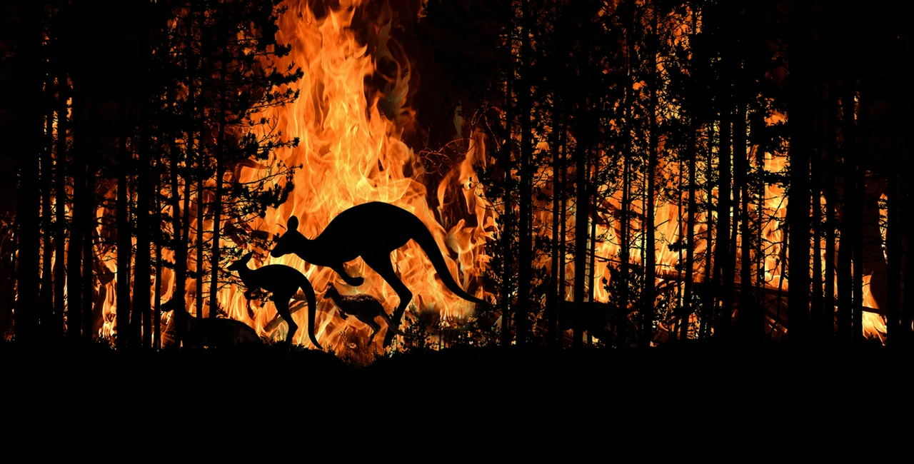 Bush fire in an Australian forest (Illustrative image)