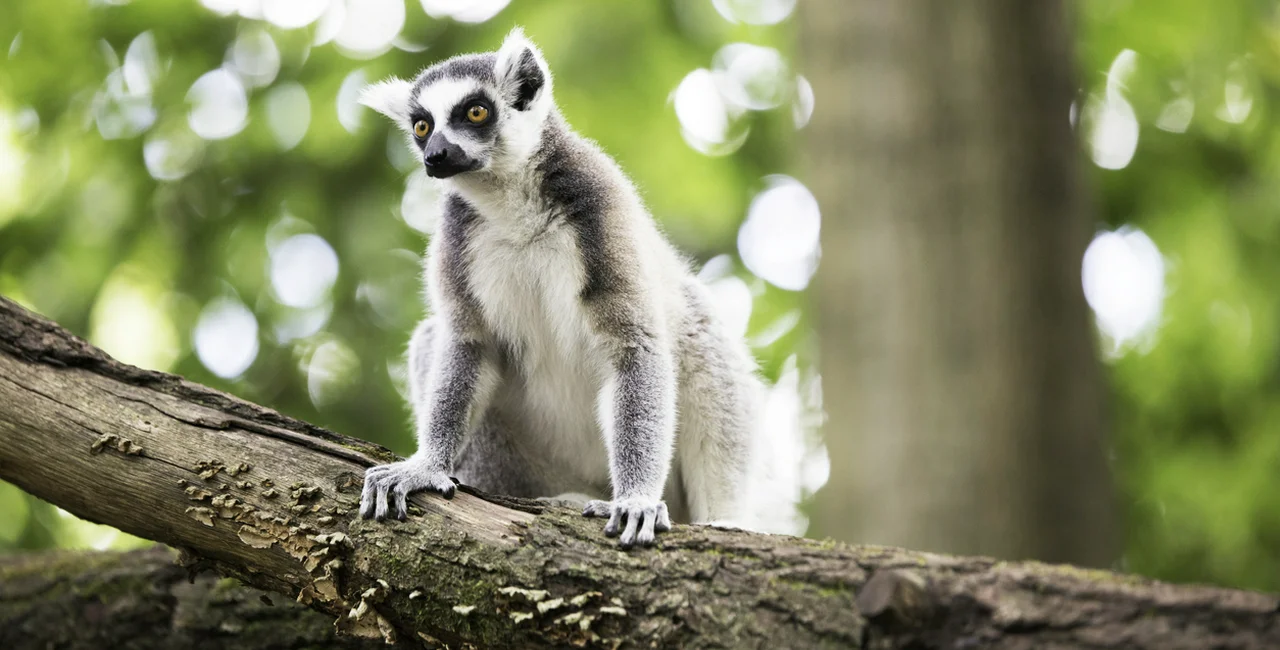 Ring-tailed lemur at Prague Zoo, Czech Republic