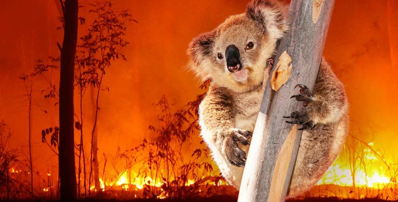 Koala superimposed over an image of the Australian fire. via Prague Zoo