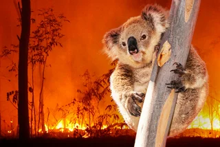 Prague Zoo raising money to help Australian wildlife