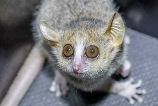 Ganzhorn's mouse lemur. via Petr Hamerník / Prague Zoo
