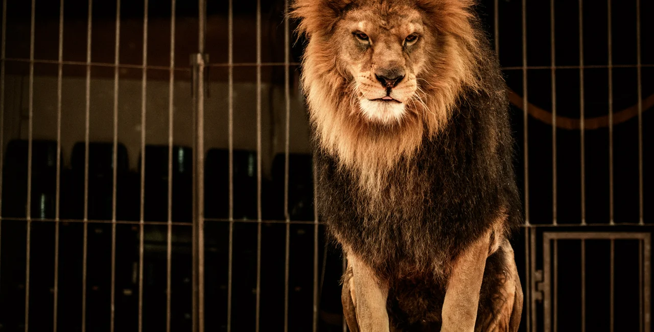 Lion in circus cage via iStock.com / NejroN