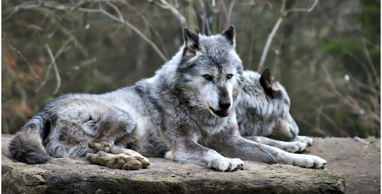 Wolves in the Czech Republic
