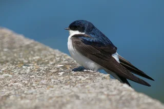 Common house martin named 2020 Czech Bird of the Year