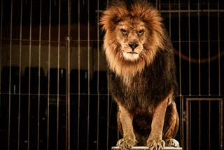Czech veterinarians seek complete ban on big cats in circuses