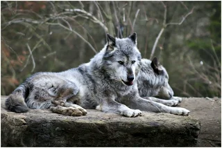 The number of wolf packs and habitats in the Czech Republic is rising