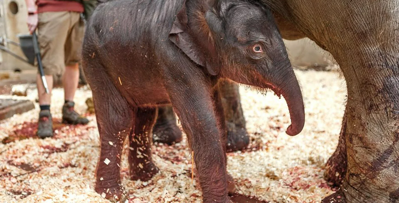 First photo of the newborn elephant via Facebook / Zoo Praha, Roman Vodička