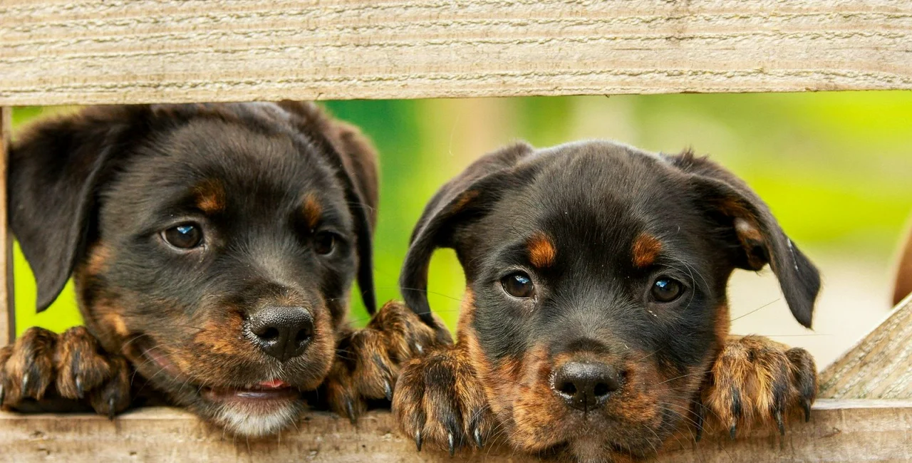 Rottweiler puppies peeking through a fence; illustrative image via kim_hester from Pixabay 