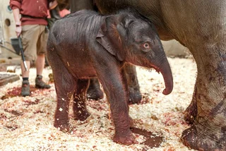 Asian elephant born in Prague zoo, another birth expected soon