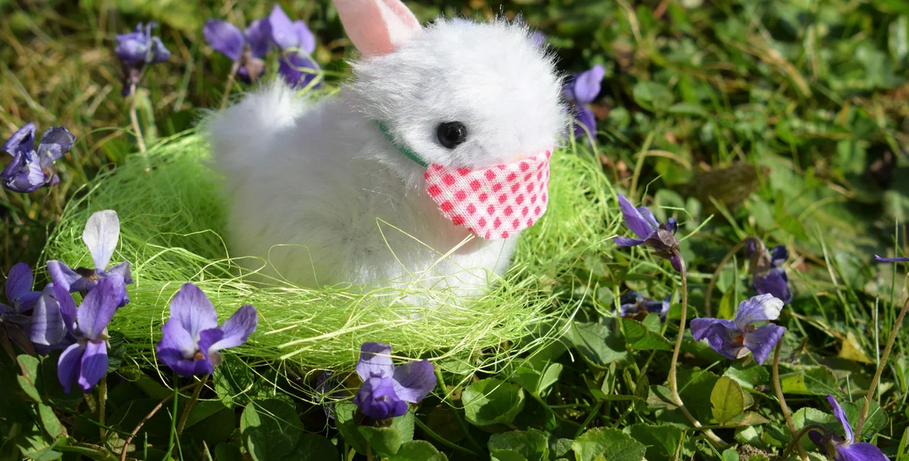 Easter bunny with face mask via iStock / matunka