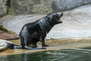 Gaston’s grandson Eda, a South African fur seal. via Petr Hamerník / Prague Zoo