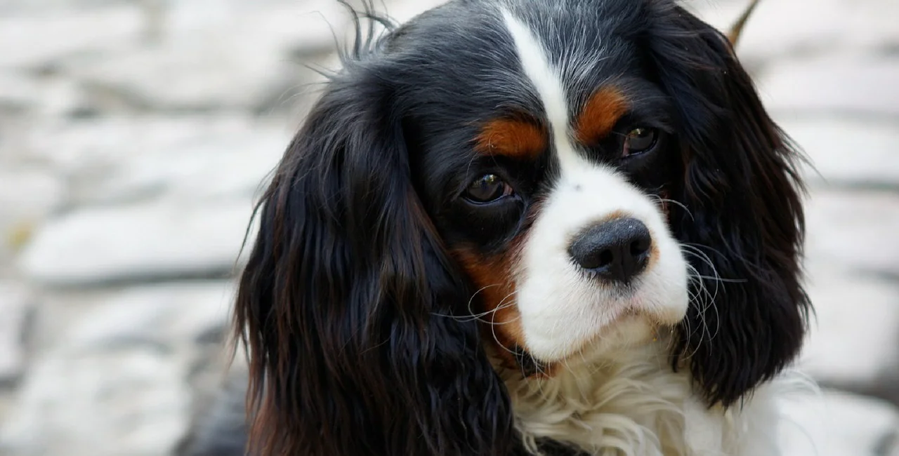 A newly launched Czech project is training dogs to sniff out people infected by coronavirus